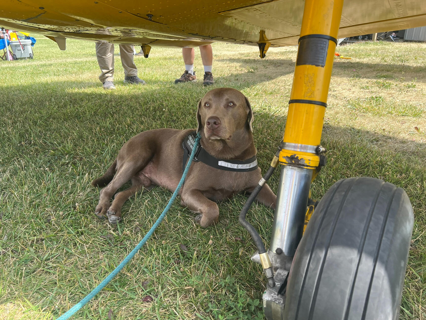 A good dog resting out of the heat under a Chipmunk wing.